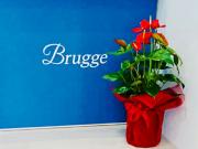 Brugge֥롼